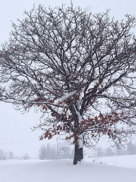 snowy tree