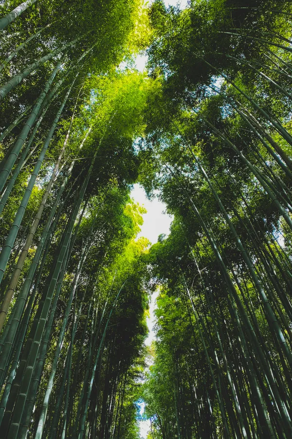 Summer landscape in Hokkaido